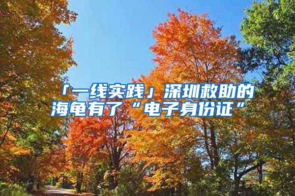 「一线实践」深圳救助的海龟有了“电子身份证”