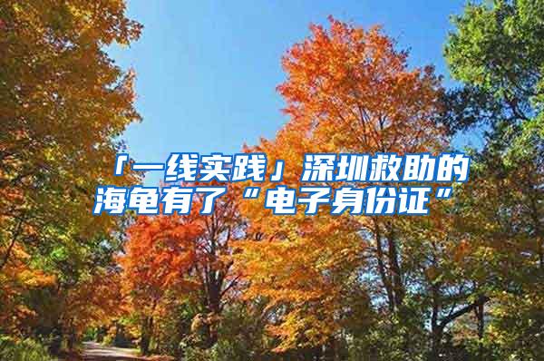 「一线实践」深圳救助的海龟有了“电子身份证”