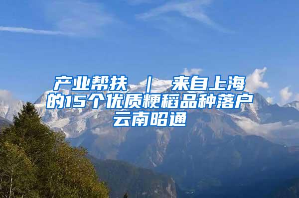 产业帮扶 ｜ 来自上海的15个优质粳稻品种落户云南昭通