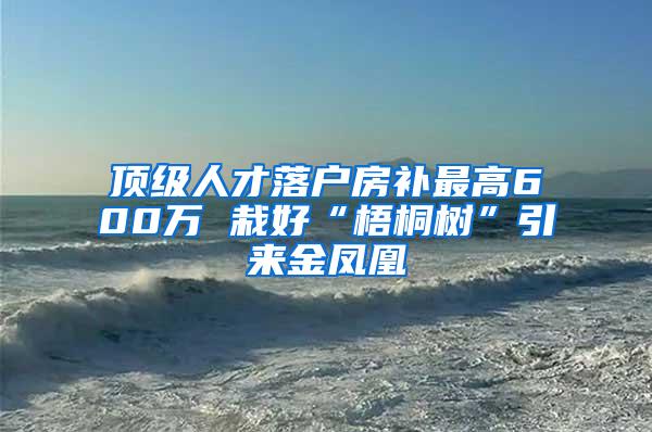顶级人才落户房补最高600万 栽好“梧桐树”引来金凤凰