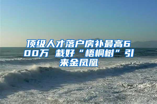 顶级人才落户房补最高600万 栽好“梧桐树”引来金凤凰