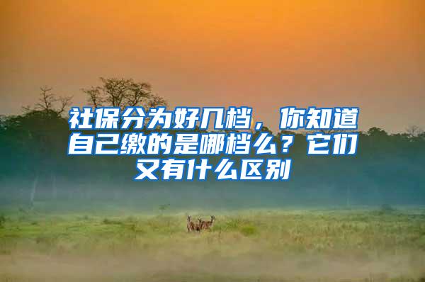社保分为好几档，你知道自己缴的是哪档么？它们又有什么区别