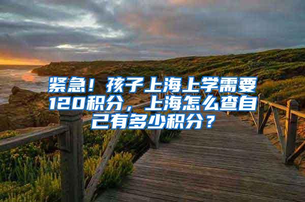 紧急！孩子上海上学需要120积分，上海怎么查自己有多少积分？