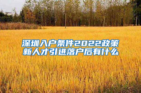 深圳入户条件2022政策新人才引进落户后有什么